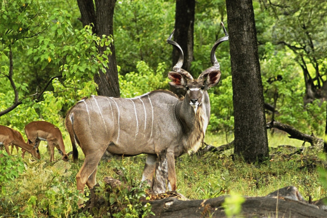 Обои картинки фото животные, антилопы, лето, трава