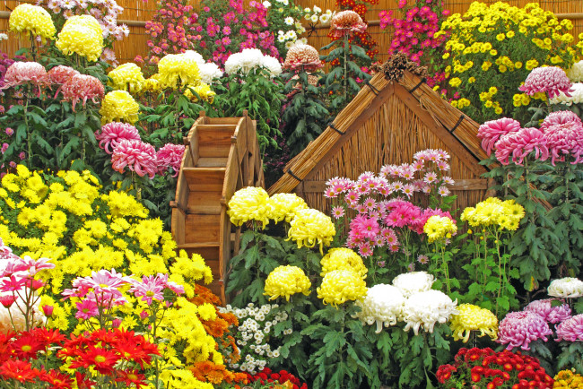 Обои картинки фото цветы, хризантемы, листья, лепестки