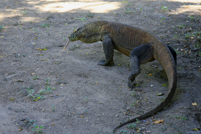 Обои картинки фото варан, комодский, животные, Ящерицы, игуаны, вараны, язык, хвост