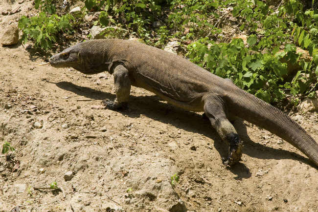 Обои картинки фото варан, комодский, животные, Ящерицы, игуаны, вараны, вид, сбоку