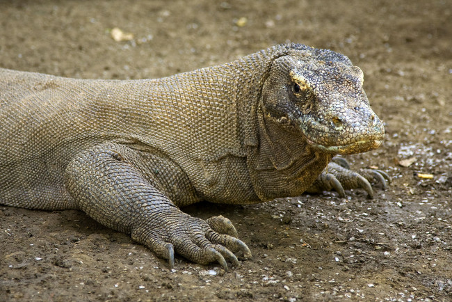 Обои картинки фото варан, комодский, животные, Ящерицы, игуаны, вараны, крупным, планом