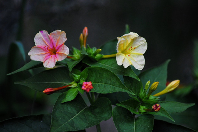 Обои картинки фото цветы, листья, лепестки