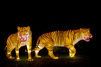 Картинка рисованные животные тигры