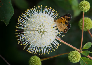 Картинка животные бабочки +мотыльки +моли бабочка цветок