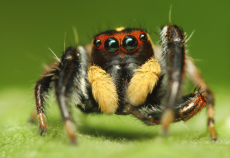 Картинка животные пауки макросъемка глаза паук