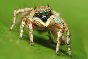 Картинка животные пауки макросъемка глаза паук