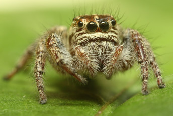 Картинка животные пауки макросъемка глаза паук