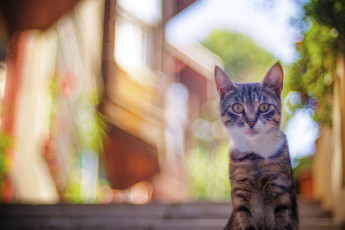 Картинка животные коты киса ушки усы взгляд коте