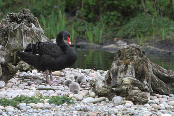 Картинка животные лебеди черный лебедь