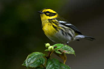 Картинка животные птицы птица листья