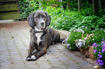 Картинка животные собаки друг взгляд собака