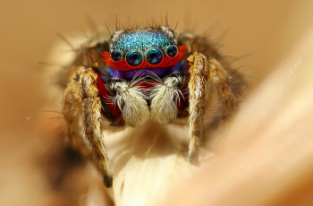 Картинка животные пауки макросъемка глаза паук