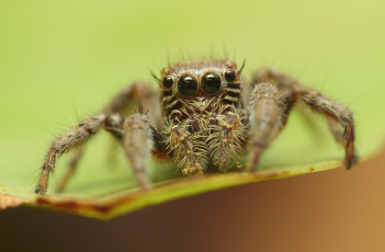 Картинка животные пауки макросъемка глаза паук
