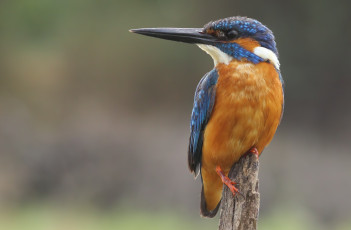 Картинка животные зимородки рыболов