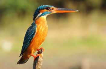 Картинка животные зимородки рыболов