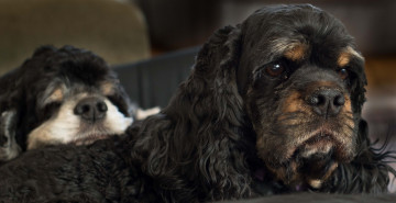 Картинка животные собаки коричневые кучерявые