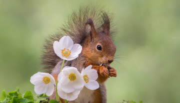 Картинка животные белки природа цветы белка