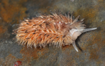 Картинка животные морская+фауна слизень морской