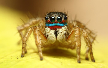 Картинка животные пауки макросъемка глаза паук