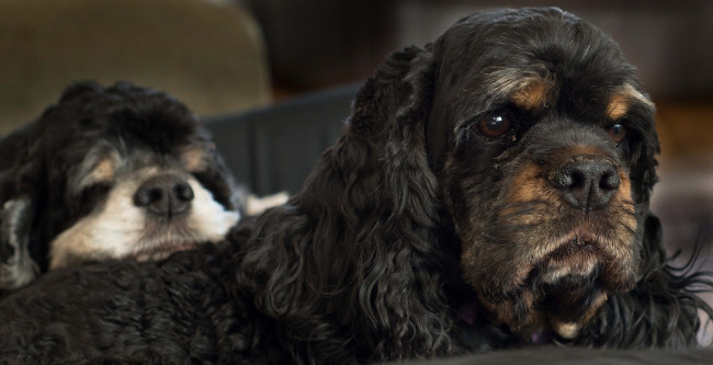 Обои картинки фото животные, собаки, коричневые, кучерявые