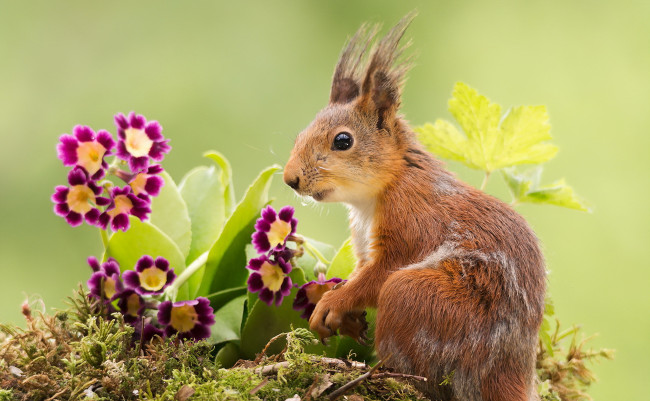 Обои картинки фото животные, белки, природа, белка, цветы