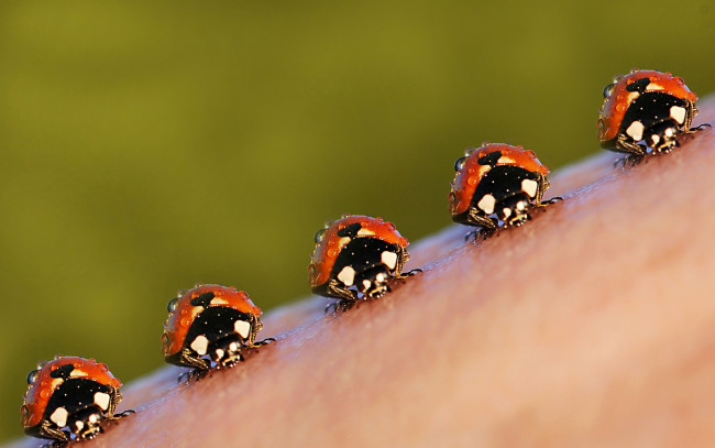 Обои картинки фото животные, божьи коровки, насекомие, роса, капли