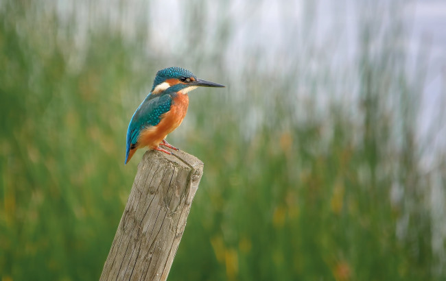 Обои картинки фото животные, зимородки, рыболов