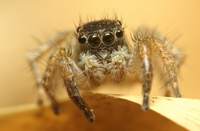 Обои картинки фото животные, пауки, макросъемка, глаза, паук