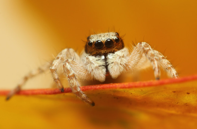 Обои картинки фото животные, пауки, паук, глаза, макросъемка