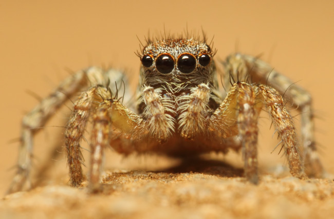 Обои картинки фото животные, пауки, глаза, макросъемка, паук