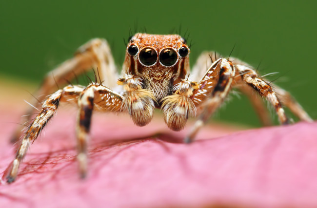 Обои картинки фото животные, пауки, макросъемка, глаза, паук
