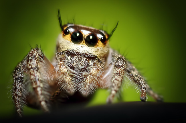 Обои картинки фото животные, пауки, глаза, паук, макросъемка