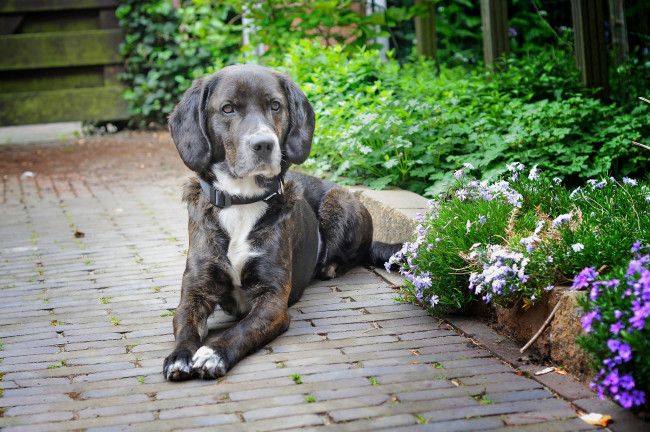 Обои картинки фото животные, собаки, друг, взгляд, собака