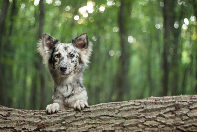 Обои картинки фото животные, собаки, друг, взгляд, собака, бревно, лес