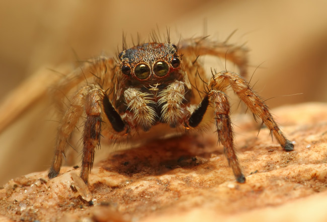 Обои картинки фото животные, пауки, паук, макросъемка, глаза