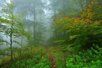 Картинка природа лес простор