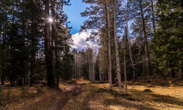 Картинка природа лес простор