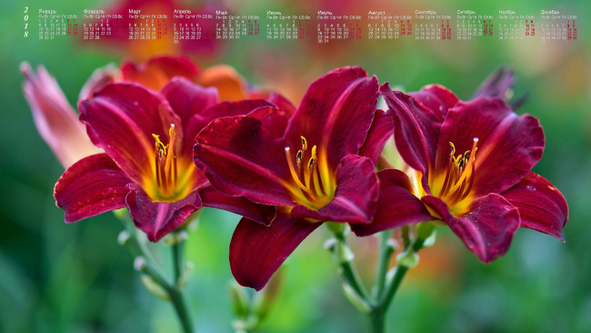 Обои картинки фото календари, цветы, лепестки, 2018