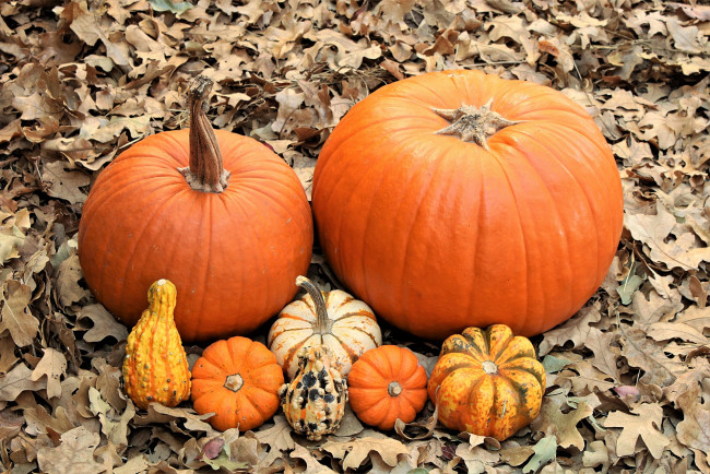 Обои картинки фото еда, тыква, листья, урожай