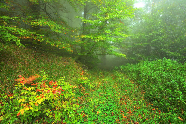 Обои картинки фото природа, лес, простор