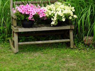 Картинка цветы петунии +калибрахоа петуния