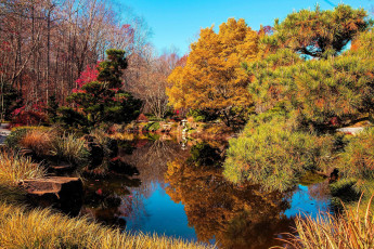 Картинка природа парк пруд