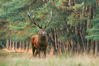 Картинка животные олени поляна лес рога олень