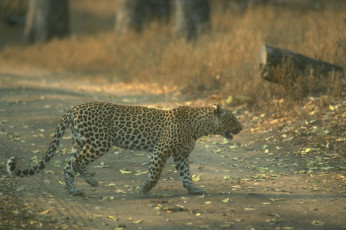 Картинка животные леопарды листья дорога леопард лес