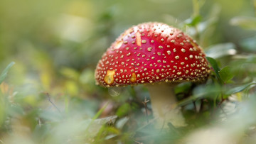 Картинка природа грибы +мухомор одиночка