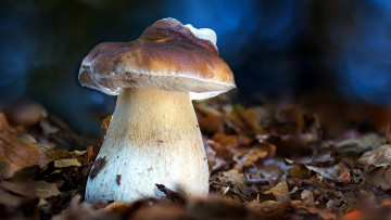 Картинка природа грибы боровик