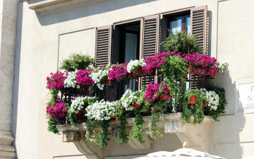 Картинка цветы петунии +калибрахоа петуния