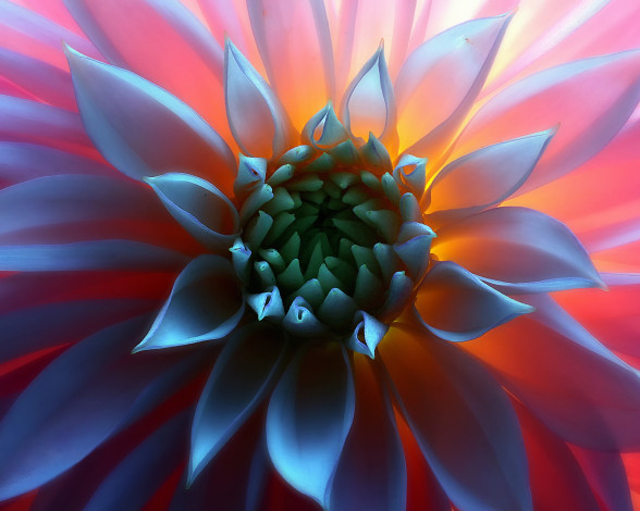 Обои картинки фото цветы, георгины, макро, серединка, свет, цветок