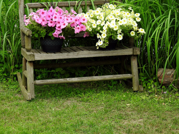 Обои картинки фото цветы, петунии,  калибрахоа, петуния