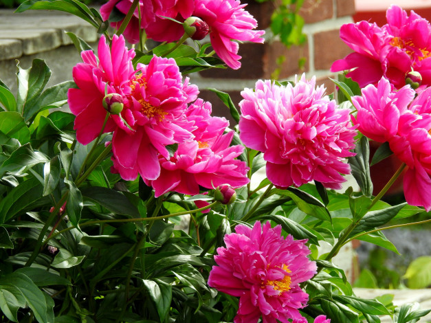 Обои картинки фото цветы, пионы, куст